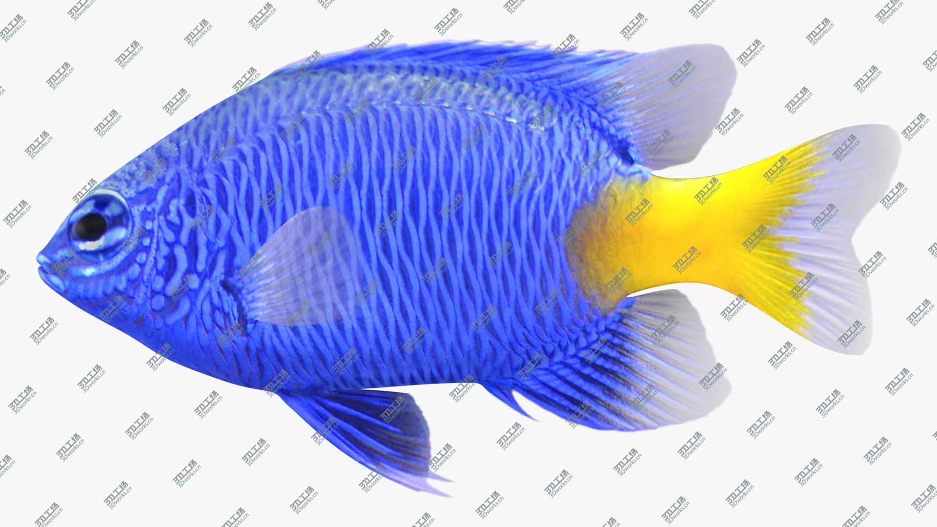 images/goods_img/202105072/3D Yellowtail Damselfish model/1.jpg